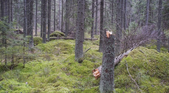 Latokartanon palstan hakkuihin aikalisä